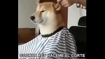 Un perro cortándose el pelo, simplemente épico.